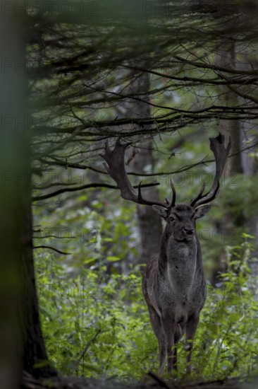 At the beginning of October, the rut slowly begins and the fallow deer (Dama dama) gather at the rutting grounds, rut, deer rut, mating season, Germany