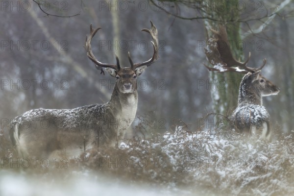 Slowly snowflakes cover the fur of the fallow deer (Dama dama), winter, snow, snowfall, Germany