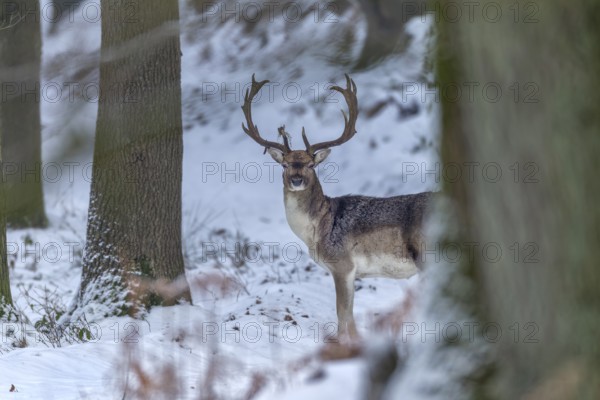 Fallow deer (Dama dama) in a wintery oak forest, winter, snow, Germany