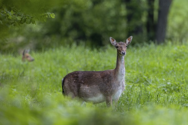 The dama (Dama dama) gets a visit, in the background a roe deer (Capreolus capreolus) comes out of cover to graze, pregnant, birth, rearing of young, Germany