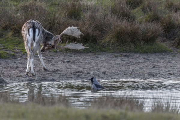 A fallow deer (Dama dama) grooming and a hooded crow (Corvus cornix) grooming its feathers, Denmark