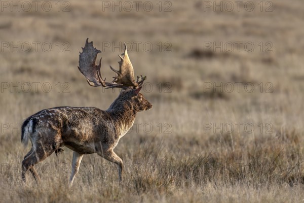 In the late morning a fallow deer (Dama dama) leaves the rut, rut, deer rut, mating season, Denmark