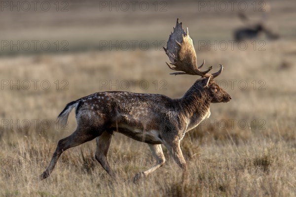 In the late morning, a fallow deer (Dama dama) leaves the rutting ground, rut, rutting season, Denmark