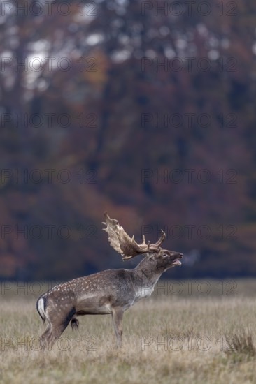 Slight respiratory mist forms in front of the hind's ear of the roaring fallow deer (Dama dama), rut, deer rut, mating season, Denmark