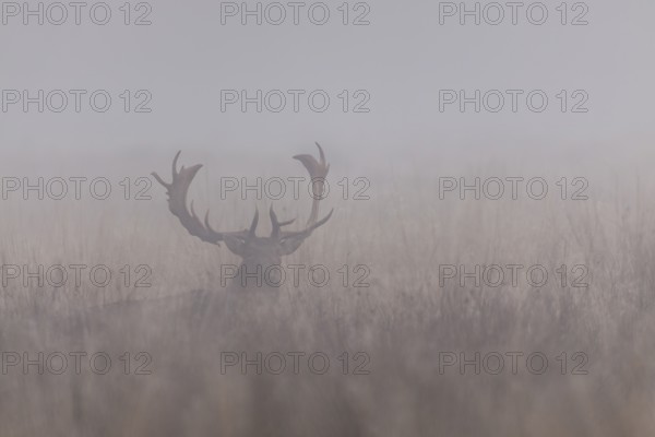 Fallow deer (Dama dama) in the morning mist, rut, deer rut, mating season, Denmark