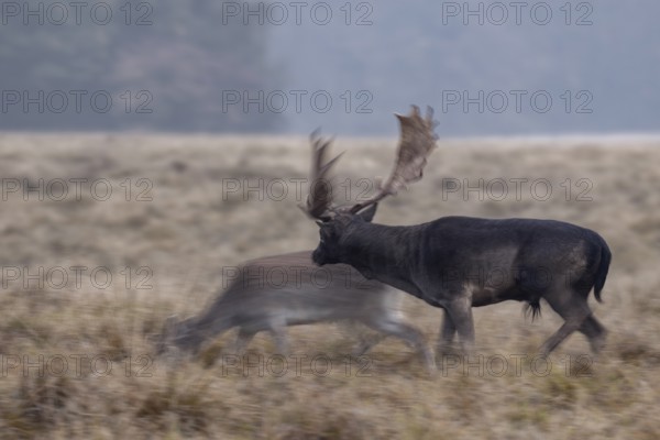A fallow deer (Dama dama) has approached a black fallow deer and is received with interest, rut, deer rut, mating season, Denmark
