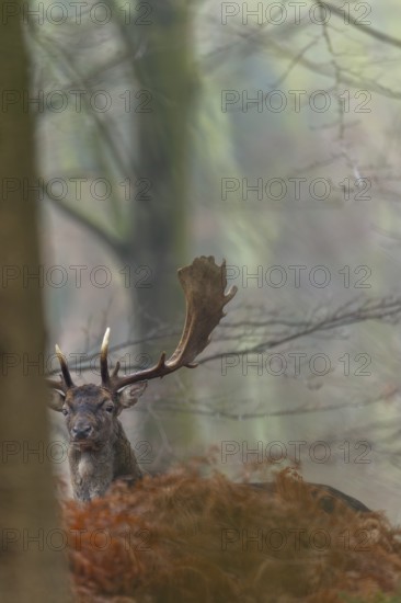 A fallow deer (Dama dama) who is blind in his right eye, injury, Germany