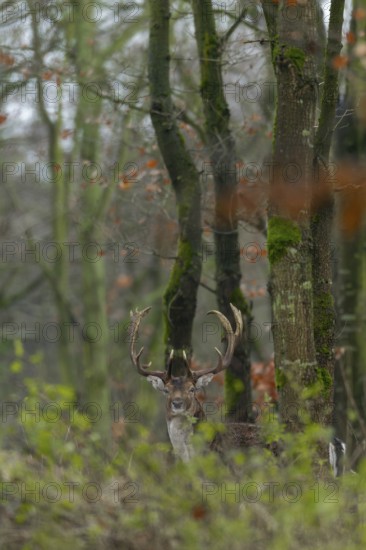 Fallow deer (Dama dama) on a rainy autumn day, Germany