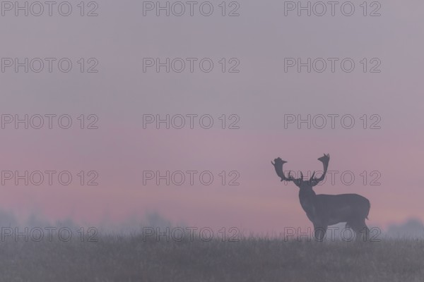 A fallow deer (Dama dama) against the red morning sky heralds a beautiful day, but a few minutes later the whole scene will be shrouded in mist, rutting, deer rutting, mating season, Denmark