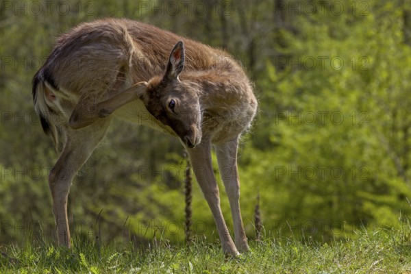 On this day I could not have guessed that I would encounter the fallow deer calf (Dama dama) again on 9 November 2012 in a fallow deer enclosure about 3 km away, sad, sweet, cute, scratching, grooming, Germany