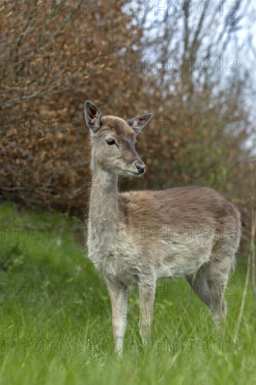 We can only hope that the familiar behaviour of the fallow deer calf (Dama dama) has no negative consequences, sad, sweet, cute, Germany
