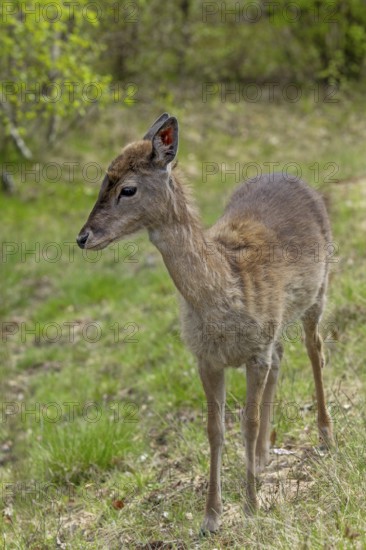 The fallow deer calf (Dama dama) survived the winter without its mother and we are growing hopeful that the young deer will find its way to a fallow deer enclosure about 3 kilometres away, sad, sweet, cute, Germany