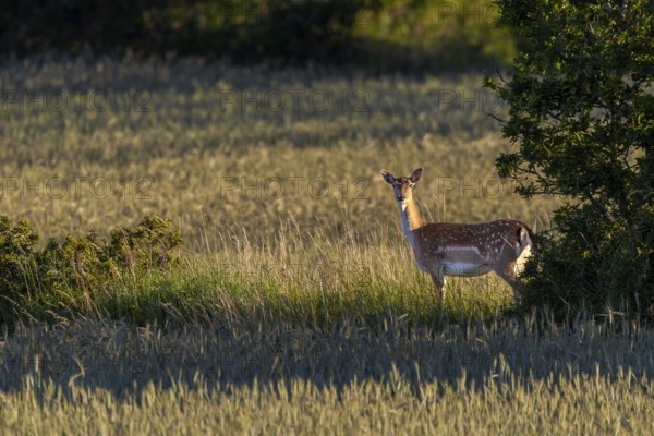 A dama (Dama dama) stands in the evening light between two grain fields on a bend, Germany
