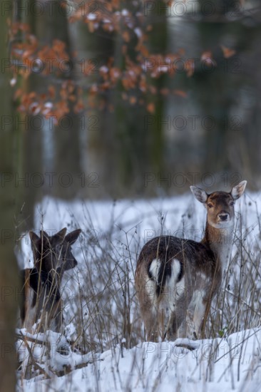 A dama (Dama dama) peers attentively out of the snowy forest, winter, snow, Germany