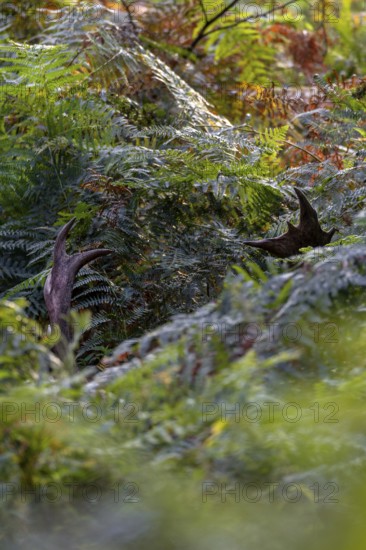 The fallow deer (Dama dama) stands motionless in the man-high bracken and only with a lot of practice will you discover the antlers, Feistzeit, Germany