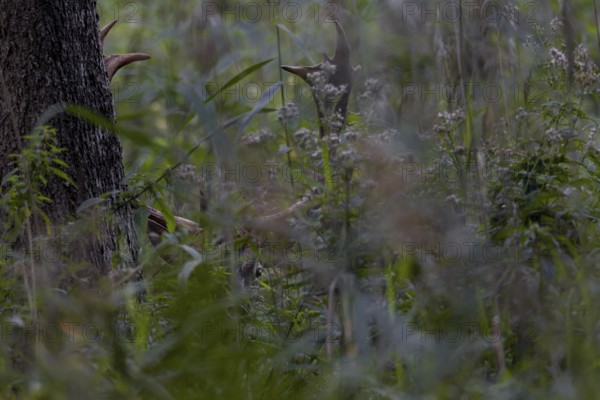 As dusk falls, the fallow deer (Dama dama) becomes active and observes its surroundings from cover before coming out of the thicket to graze, Feistzeit, Germany
