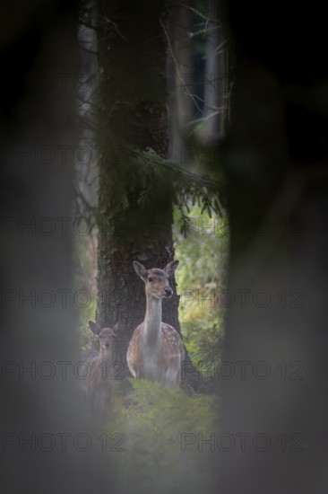 Half an hour to an hour after birth, the fallow deer calf (Dama dama) is suckled by its mother for the first time, Germany