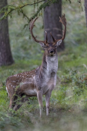 The fallow deer (Dama dama) looks up at the photographer, rut, deer rut, mating season, Germany