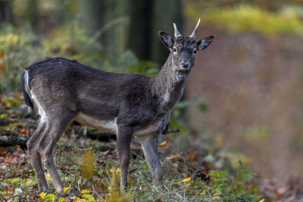 A fallow deer spike (Dama dama) on the way to the main rutting ground, rutting, deer rutting, mating season, Germany