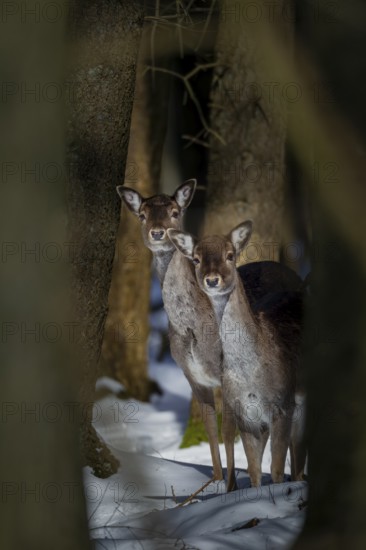 Two damas (Dama dama) are looking attentively out of the wintry spruce forest, winter, snow, Germany