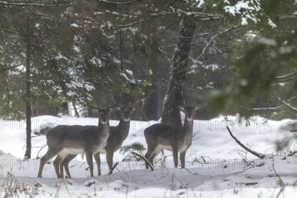 A group of fallow deer (Dama dama) in the winter forest, winter, snow, Germany