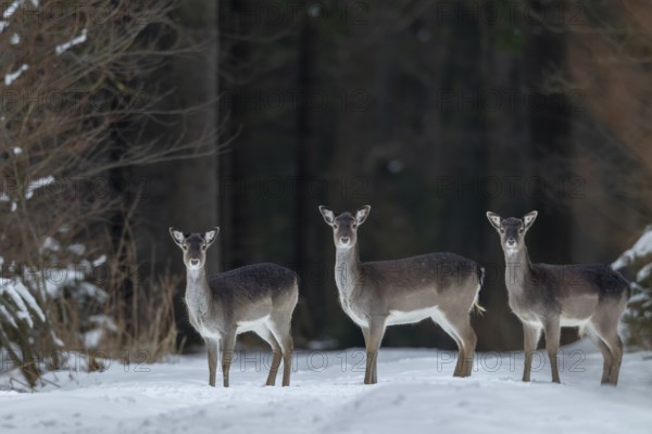Fallow deer (Dama dama) and fallow deer calf on a snow-covered forest aisle, winter, snow, Germany