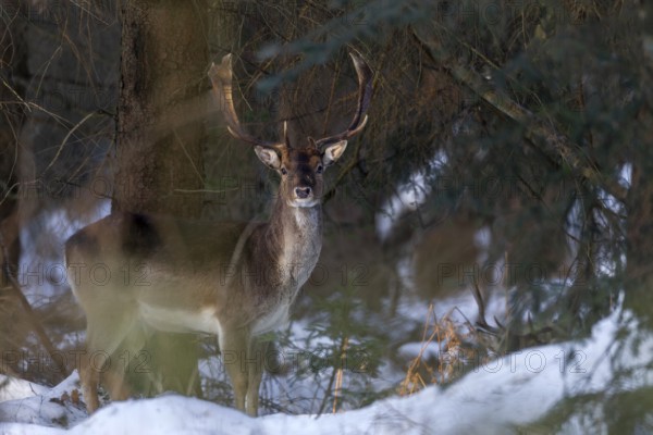 The last rays of the winter sun hit a fallow deer (Dama dama) in the winter forest, winter, snow, Germany