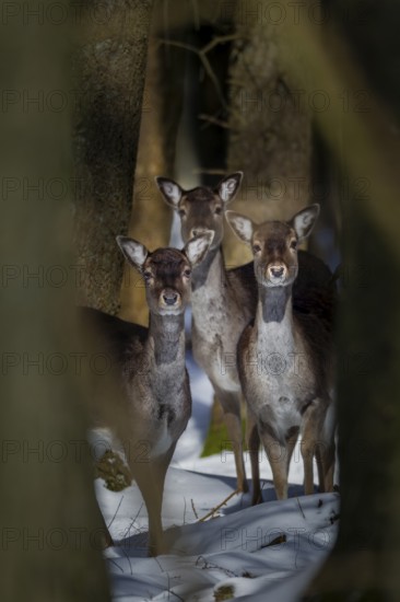 Three damas (Dama dama) are looking attentively out of the wintry spruce forest, winter, snow, Germany