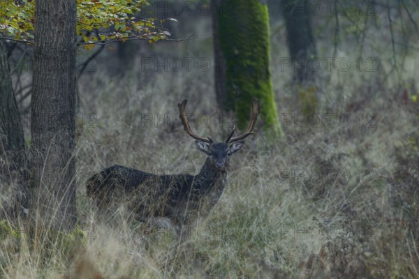 A young fallow deer (Dama dama) appears at the edge of the forest, Germany