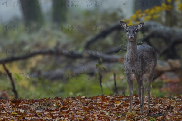 On 9 November 2012, I meet the fallow deer calf (Dama dama) adopted by a herd of cows in 2011 for the last time in a nearby fallow deer enclosure, the calf has now become a fallow deer and has also found a pack connection, Germany