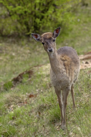 After 7 months, on 30 April 2012, we meet the fallow deer calf (Dama dama) adopted by a herd of cows again, the place where it was found is 400 m away from the old location, sad, sweet, cute, Germany