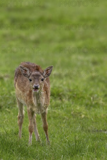 This fallow deer calf (Dama dama) has lost its mother and joined a small herd of adult cows, sad, sweet, cute, Germany