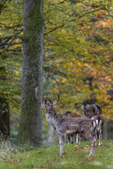 A fallow deer (Dama dama) follows a group of mouflon rams (Ovis gmelini), wild sheep, rut, deer rut, mating season, Germany