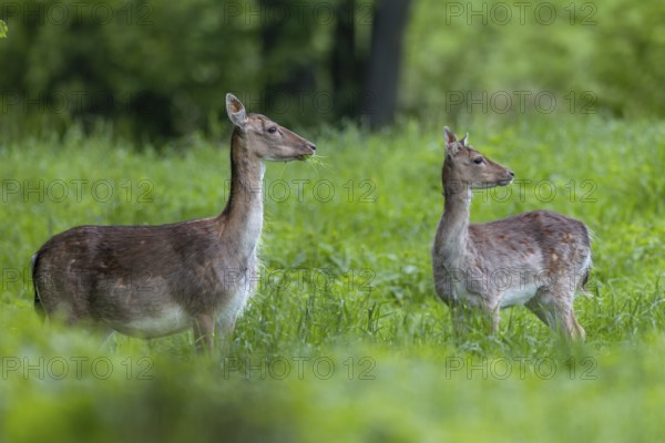 Soon the dama dama will separate from the previous year's calf and give birth to the unborn calf, after the birth perhaps the small family will reunite, pregnant, birth, rearing young, Germany