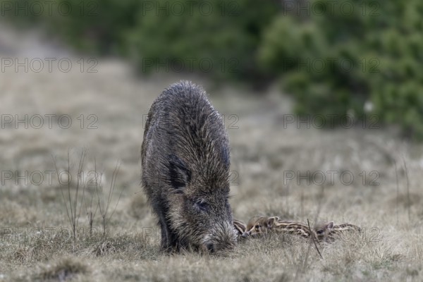 Wild boar (Sus scrofa) with its very young offspring in a forest aisle, sweet, cute, rearing young, Germany