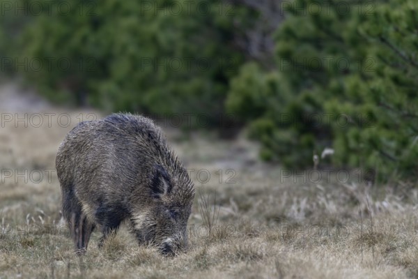Wild boar (Sus scrofa) foraging, Germany