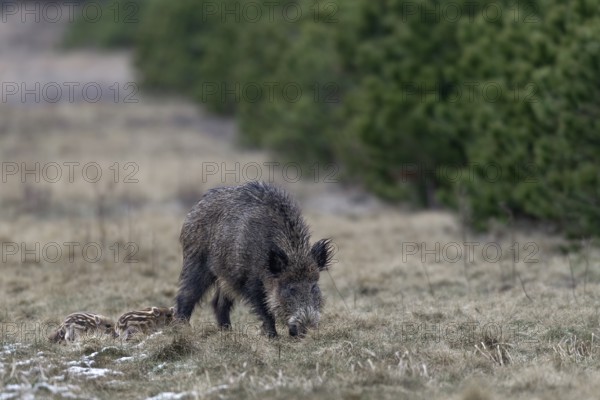 Wild boar (Sus scrofa) and young boar in a forest meadow, sweet, cute, rearing young, Germany