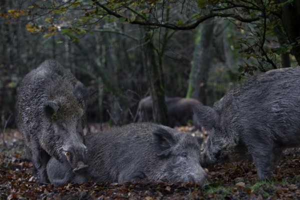 It is mating season for wild boar (Sus scrofa) and the boar dares to make an approach to a resting female, mating season, Germany