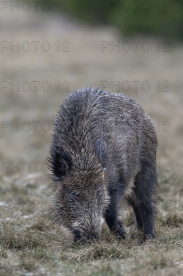 Wild boar (Sus scrofa) looking for food, their young have already retreated into the dense pine forest, Germany
