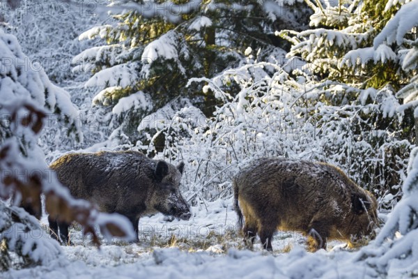 Wild boar boars (Sus scrofa) and males in winter, snow, winter forest, winter sun, Germany