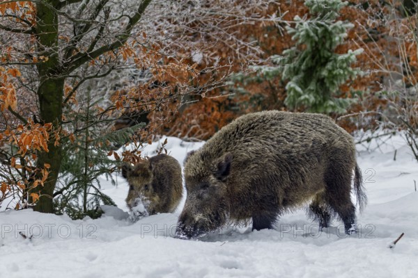 Wild boar (Sus scrofa) and young boar foraging in the winter forest, snow, winter, Germany