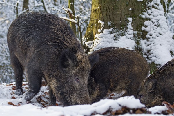 Wild boar (Sus scrofa) and almost one-year-old young boar in winter, snow, winter forest, Germany
