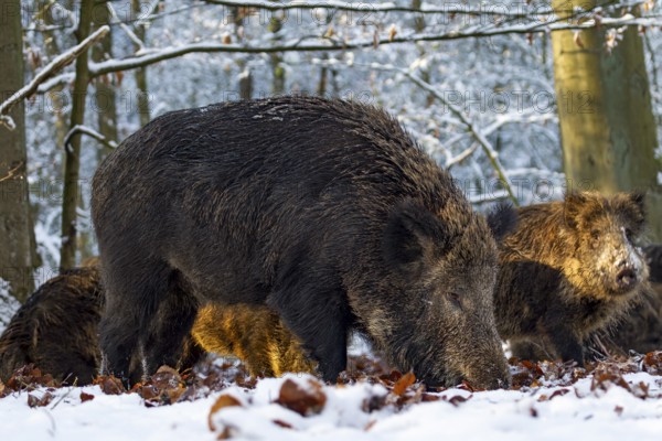 A wild boar (Sus scrofa) in the last light of the winter sun, snow, winter forest, Germany