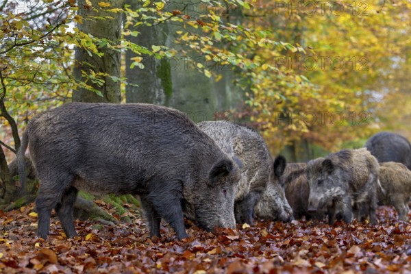In this wild boar herd (Sus scrofa), a few bucks, their young and a boar are looking for food together, autumn, Germany