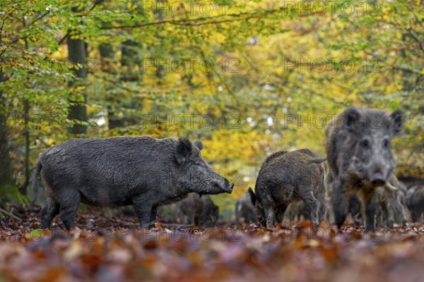 A large pack of wild boar (Sus scrofa) searches for food in a beech forest, autumn, Germany
