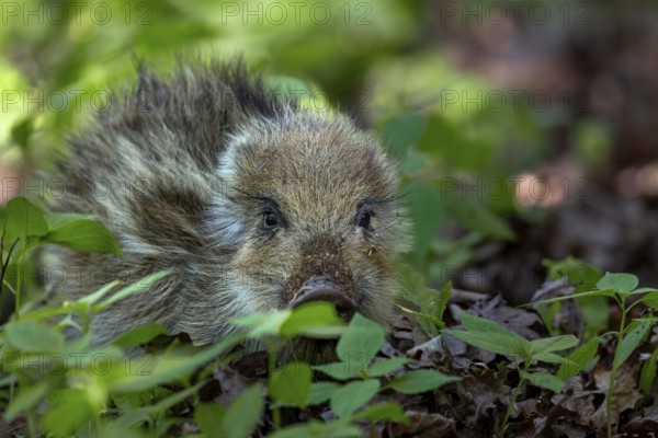 Wild boar (Sus scrofa) on a discovery tour, sweet, cute, Germany