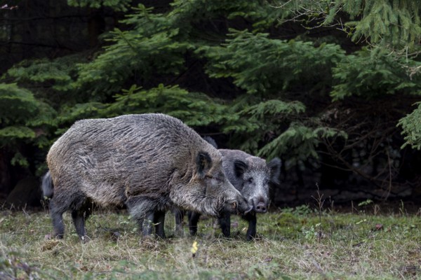 It's mating season for wild boar (Sus scrofa) and the boar dares to approach the female, mating season, Germany