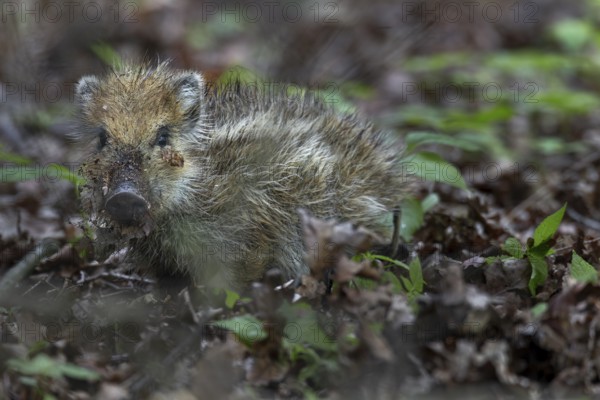 The fact that the wild boar (Sus scrofa) uses almost its entire head when digging in the ground is hard to miss, cute, cute, Germany