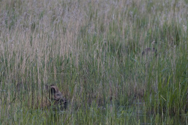 Wild boar (Sus scrofa) foraging in a reed belt, Germany