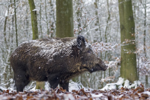 Wild boar (Sus scrofa) in the winter forest, snow, winter, Germany